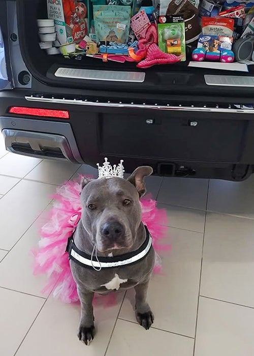 Presidents Day for Pets