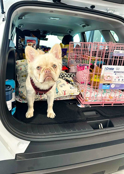 Presidents Day for Pets